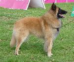Cães