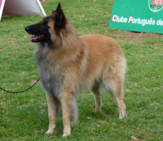 Cão de Pastor Belga Tervueren
