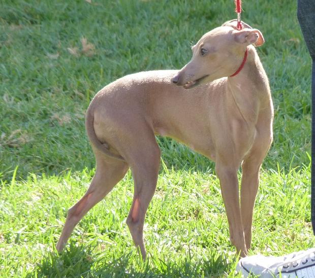 Galguinho Italiano