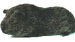 Pêlo Curto