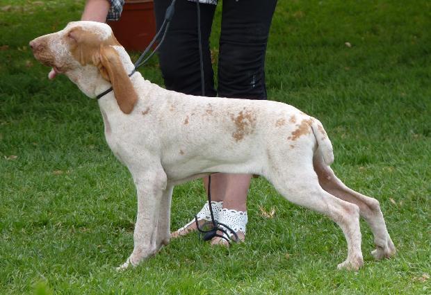 Braco Italiano