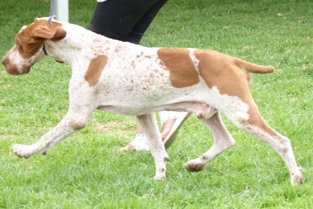 Braco Italiano