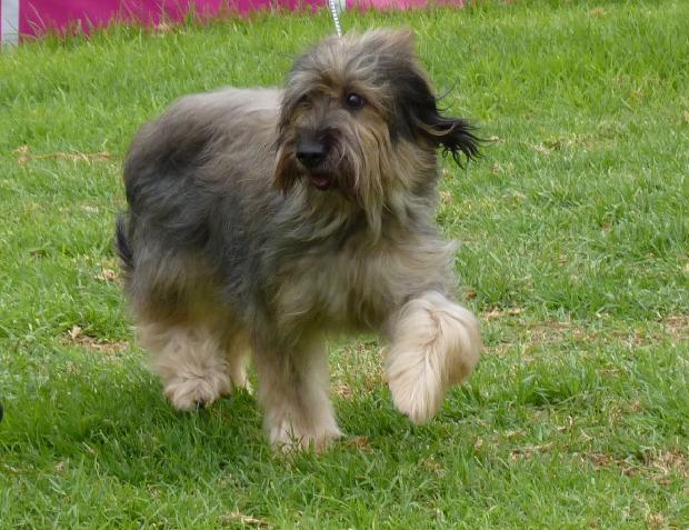 Cão de Pastor Catalão