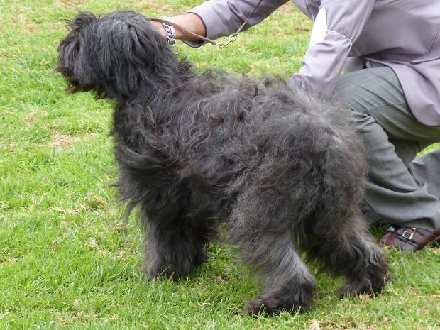 Cão de Pastor Catalão
