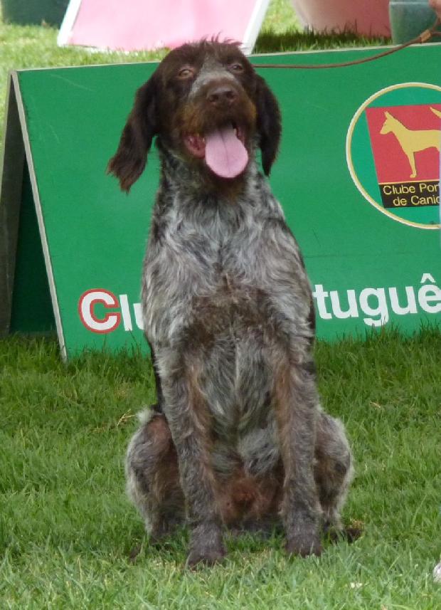 Braco Alemão de Pêlo Duro