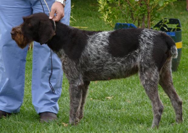 Braco Alemão de Pêlo Duro