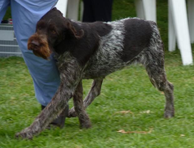 Braco Alemão de Pêlo Duro