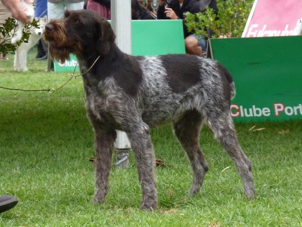 Braco Alemão de Pêlo Duro