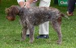 Cães