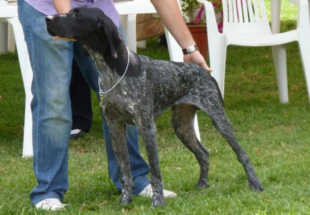 Braco Alemão de Pêlo Curto