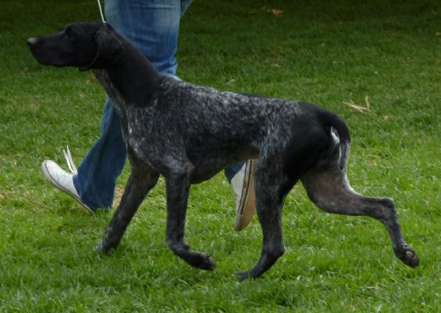 Braco Alemão de Pêlo Curto