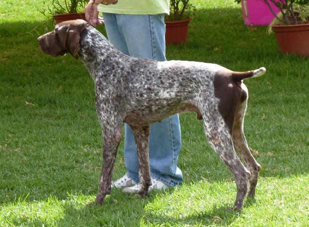 Braco Alemão de Pêlo Curto