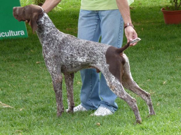 Braco Alemão de Pêlo Curto