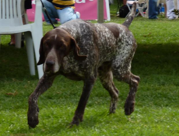 Braco Alemão de Pêlo Curto