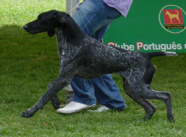 Braco Alemão de Pêlo Curto