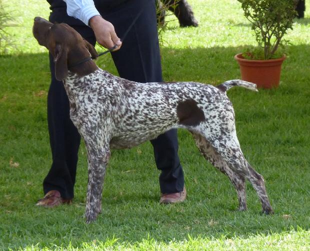 Braco Alemão de Pêlo Curto