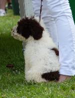Cães