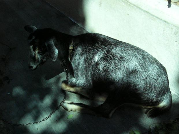 Cabra (Portugal dos Pequeninos)