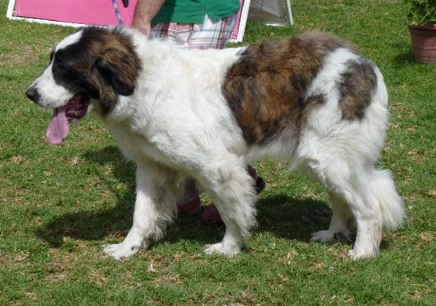 Mastim dos Pirinéus