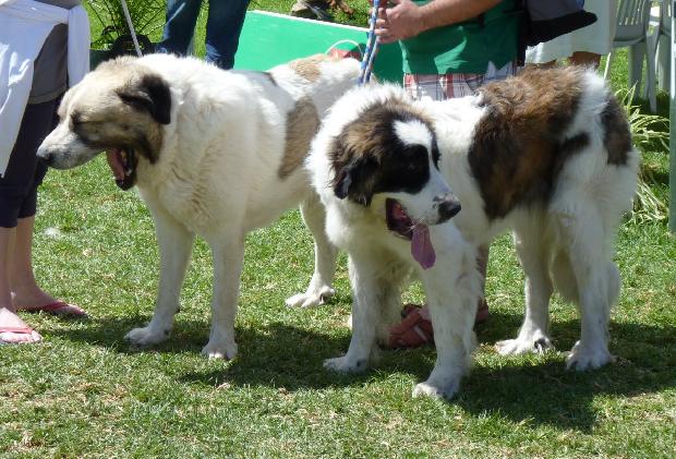 Mastim dos Pirinéus