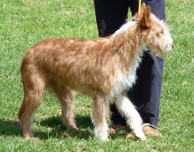 Podengo Português Médio de Pêlo Cerdoso