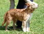 Cães