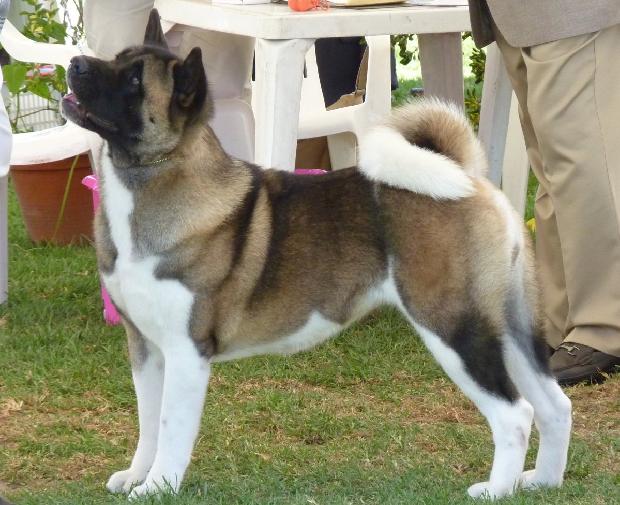Akita Americano