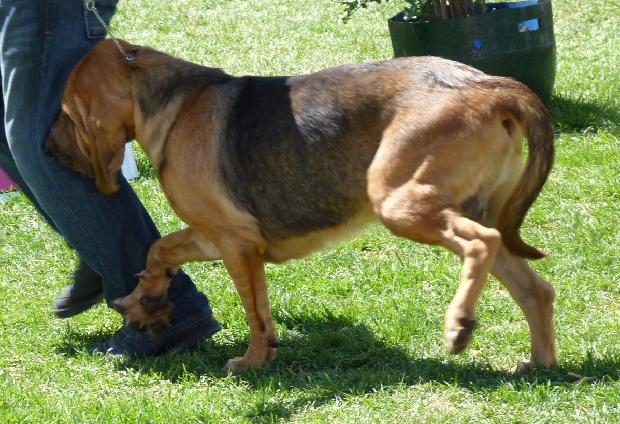 Cão de Santo Huberto