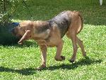 Cães