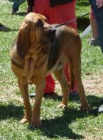 Cães