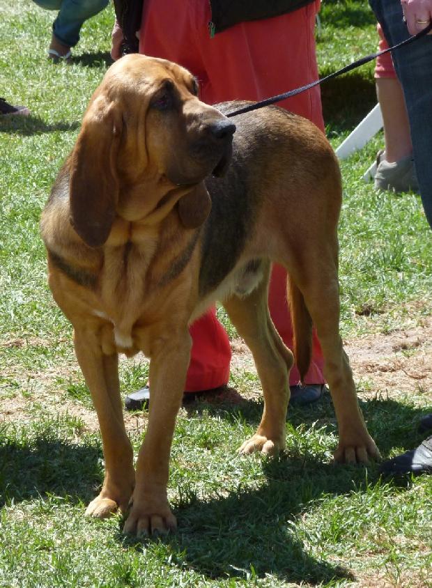 Cão de Santo Huberto
