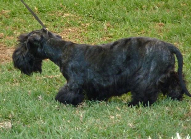 Terrier Checo