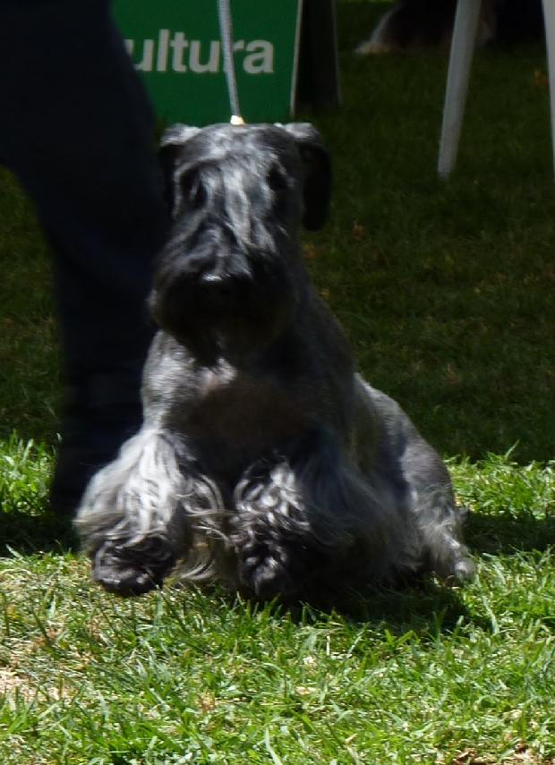 Terrier Checo
