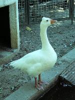 Animais de quinta