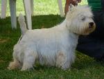 Cães