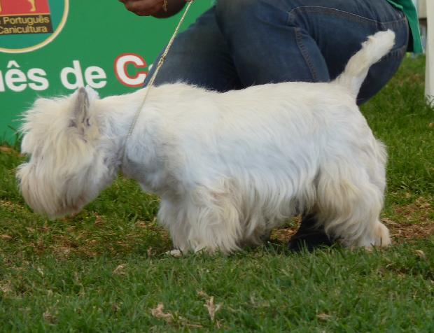West Highland White Terrier