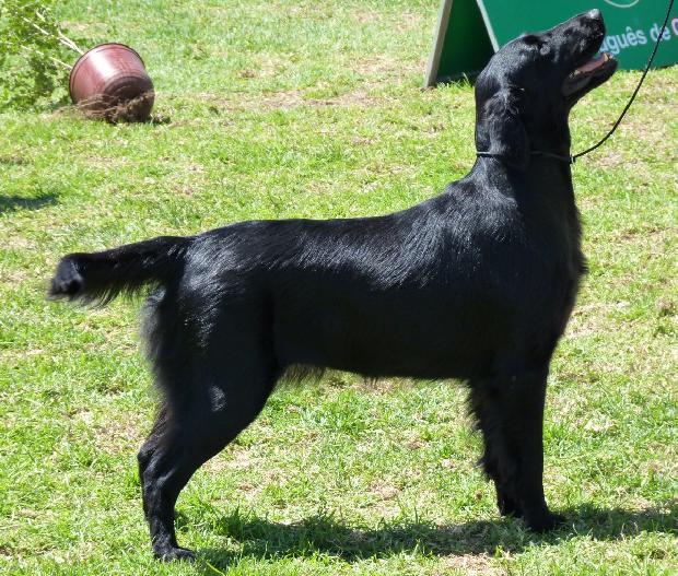Flat-Coated Retriever