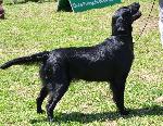 Cães