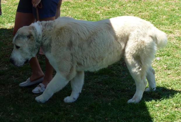 Cão de Pastor da Ásia Central