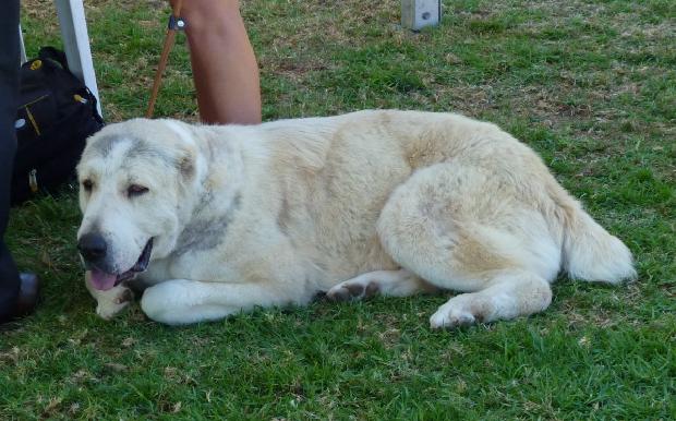 Cão de Pastor da Ásia Central