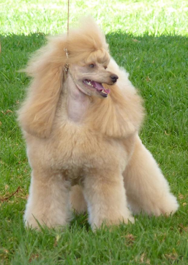 Caniche Médio