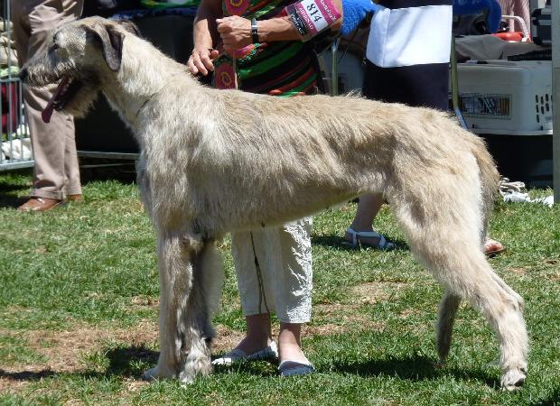 Irish Wolfhound