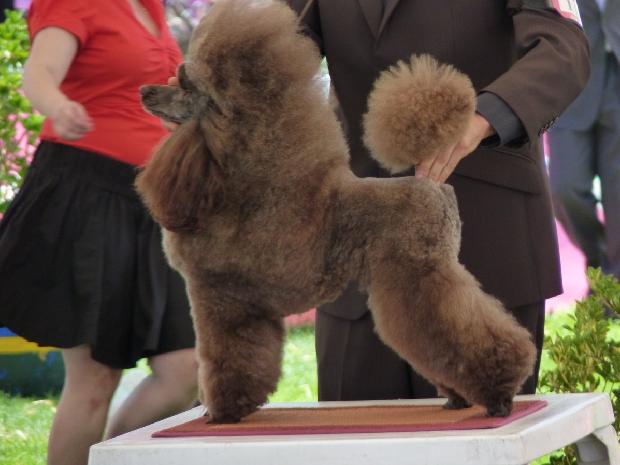 Caniche Médio