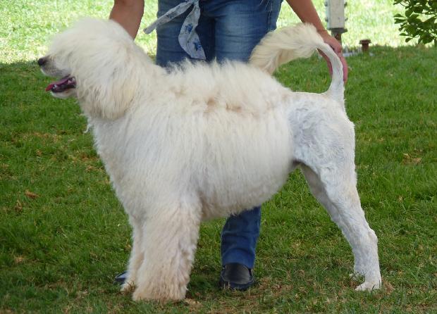 Cão de Água Português