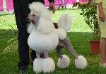 Cães