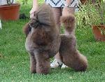 Cães