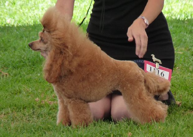 Caniche
