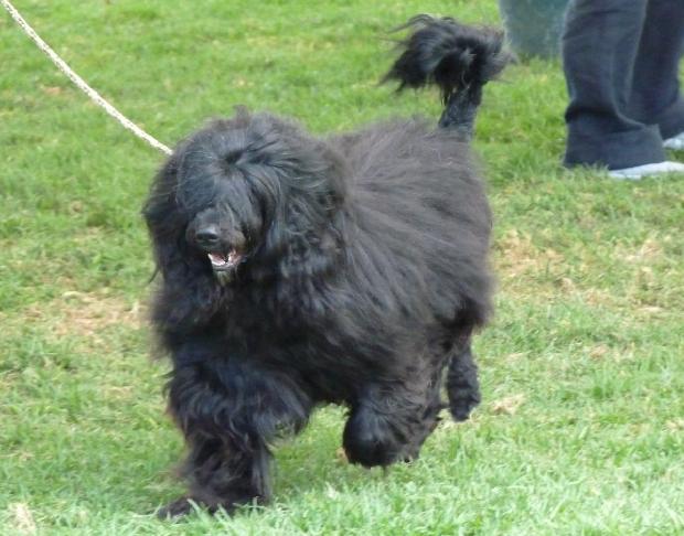 Cão de Água Português