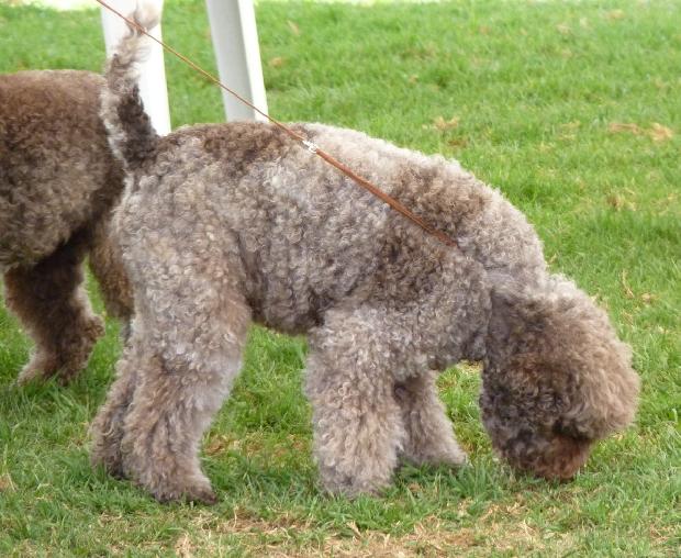 Lagotto Romagnolo