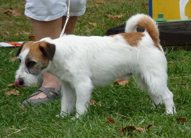 Jack Russel Terrier